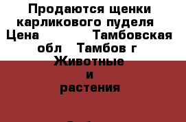 Продаются щенки карликового пуделя › Цена ­ 5 000 - Тамбовская обл., Тамбов г. Животные и растения » Собаки   